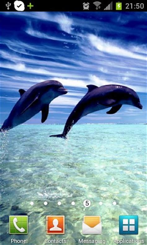 50 Free Live Dolphin Wallpaper Wallpapersafari