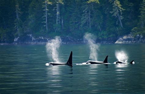 What To Expect On A Whale Watching Tour Whale Watching Tofino