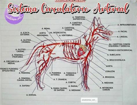 🐕‍🦺 Sistema Circulatorio Arterial Del Perro 🐾 Anatomia Veterinaria