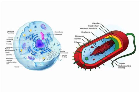Diferencia Entre Célula Eucariota Y Procariota Todas Las Respuestas