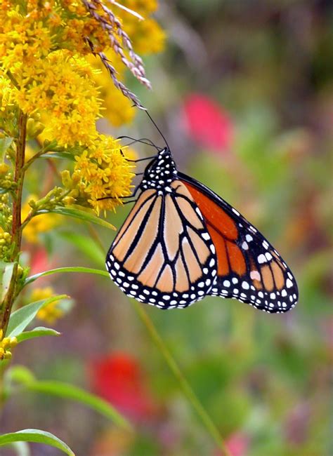 Discover West Virginia Where Are The Monarchs