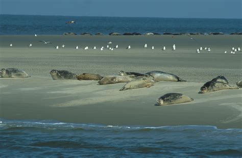 Sailing for a while and at the same time learning something from the history of flevoland. Zeehonden: Waddenzee