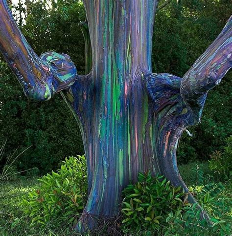 Rainbow Eucalyptus Oude Bomen Herfst Bomen Natuurlijke Verschijnselen