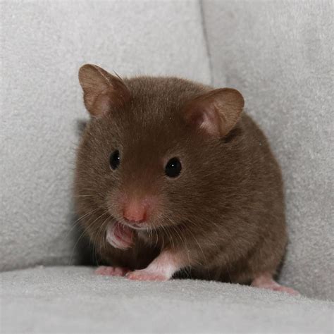 Baby Syrian Hamster Totally Heartbreakingly Gorgeous Xx Cute Hammie