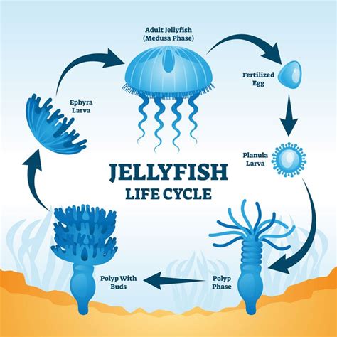Science Of The Immortal Jellyfish Earths Longest Living Animal Bbc