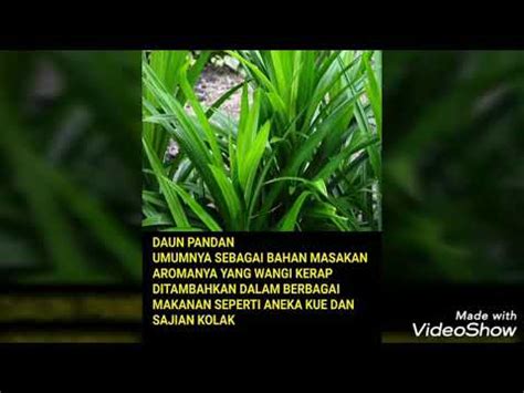 We did not find results for: KHASIAT DAUN PANDAN - YouTube