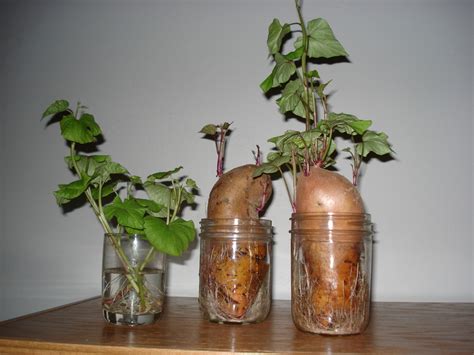 Directions Of How To Plant Sweet Potatoes In Jar