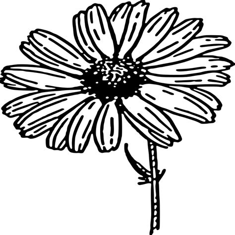 Pink Clipart Sunflower Daisy Flower Clipart Black And White Png