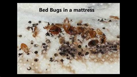 How To Tell If You Have Bed Bugs What Do Bed Bugs Look Like Youtube