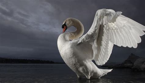 It is native to much of eurosiberia, and (as a rare winter visitor) the far north of africa. Mute Swan - Description, Distribution, Habitat, Diet ...