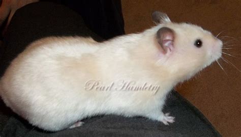 Ivory Sg Satin Shorthaired Syrian Female Syrian Hamster Pet