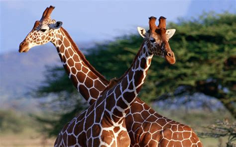 Amazing African Animals The Tallest Amazing Giraffe