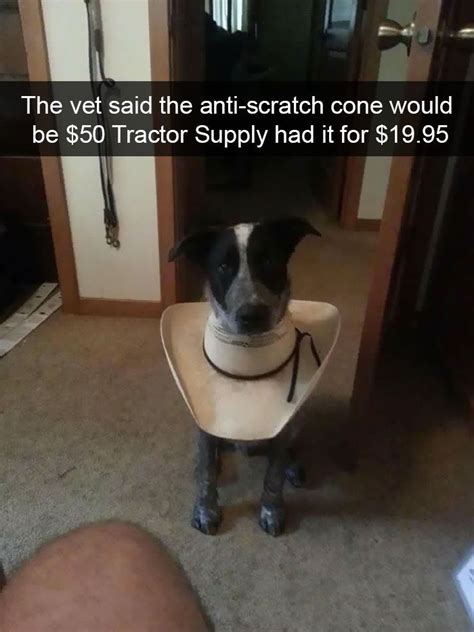 175 Hilarious Animal Snapchats Guaranteed To Make You Laugh Out Loud Funny Animal Pictures
