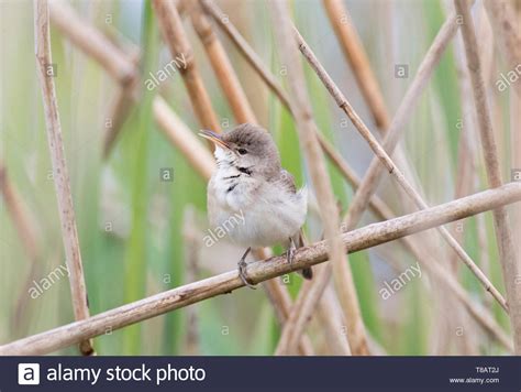 Reed Bed Birds High Resolution Stock Photography And Images Alamy