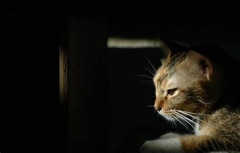 Pandora Syndrome In Cats Feline Wellness Online