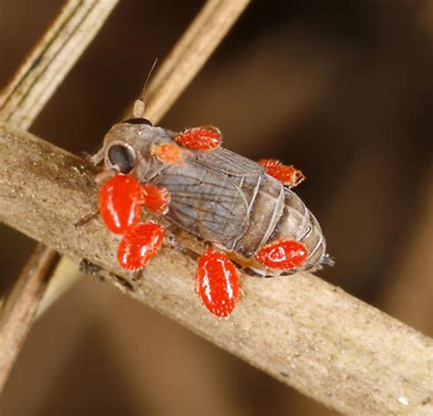 What Are Mites The Red Velvet Mite Trombidiidae Owlcation