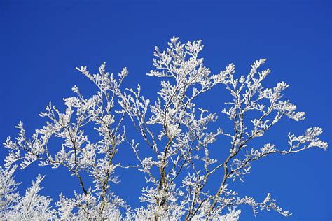 Tree Branch Snow Cold Winter Black And White Sky Zing Hd