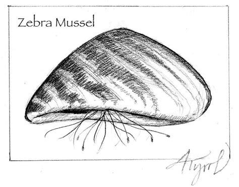 Drawing a zebra scares you? Zebra Mussels | The Outside Story