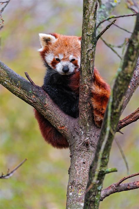 Red Panda In The Tree One Of The Red Pandas Of The Zürich Flickr