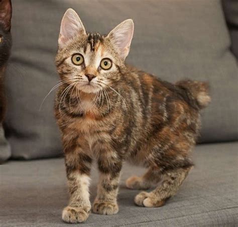10 Cat Breeds With Short Tails Pictures Included Tail And Fur Cat