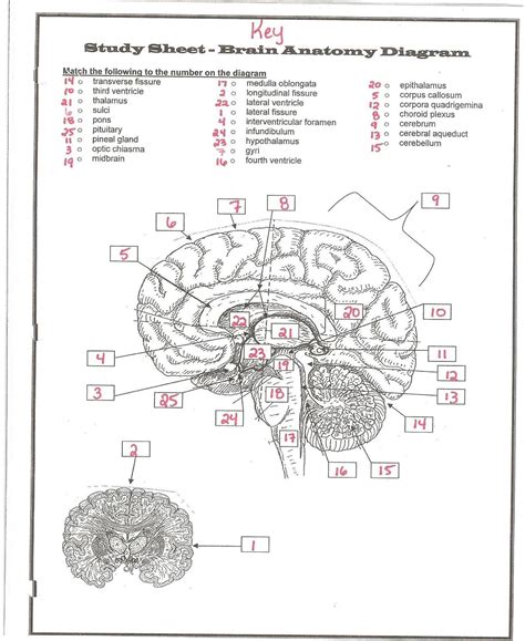 Chapter 9 Nervous System Worksheet Answers