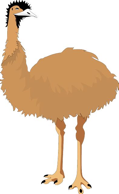Emú No Voladores Pájaro Gráficos Vectoriales Gratis En Pixabay Pixabay