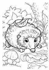 Coloring Hedgehogs Hedgehog Printable Activity Fall Funny sketch template