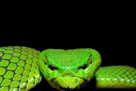 Viper Snake Wallpapers Top Free Viper Snake Backgrounds Wallpaperaccess