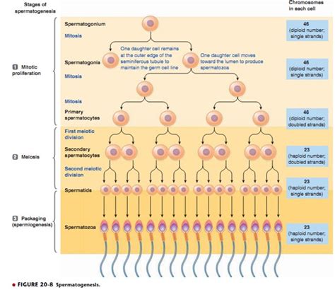 Spermatogenesis Process Stages Duration And Diagrams Jotscroll