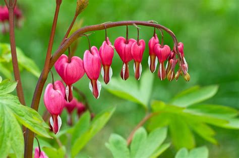 Maybe you would like to learn more about one of these? How to Grow Bleeding Heart Flowers | Garden Design