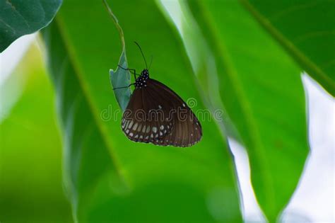 Brown Butterflies Perch On White Flowers And Fresh Green Leave Stock