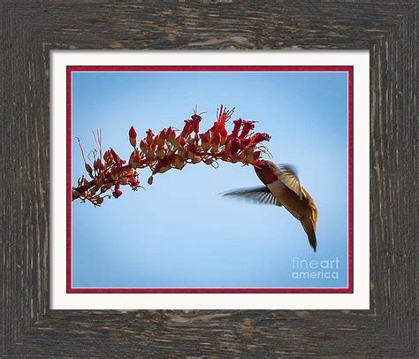 ocotillo n hummingbird sunrise framed print by stephanie forrer harbridge