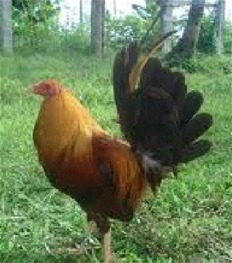 100 gambar ayam terbaik ayam ayam jantan tanaman asli. Gambar Ayam Filipina Petarung Yang Lincah | Gambar Foto ...
