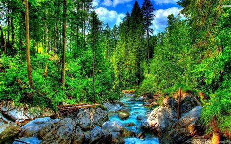 Forest Creek 4k Wallpapers Top Free Forest Creek 4k Backgrounds