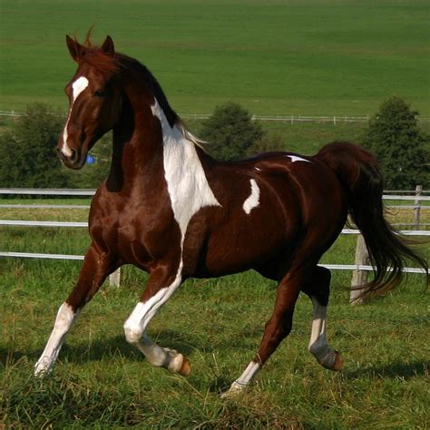 Pura Sangre Razas De Caballos