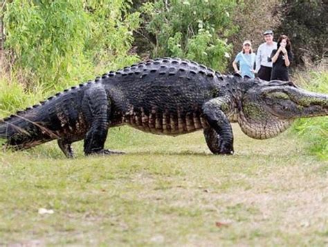 video of giant alligator draws crowds to polk county preserve wgcu pbs and npr for southwest florida