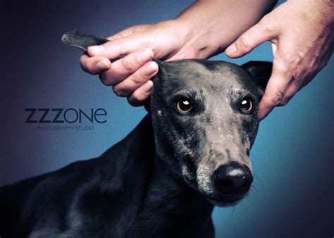 Show Your Pet Some Love Zzzone Photography Studio In Bristol