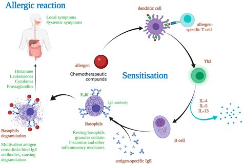 Allergic Reaction Diagram