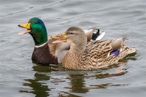 The Singing Mallards Animal And Insect Photos Andy Wilson Photo