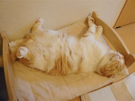A Cat Laying On Its Back In A Bed