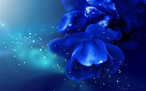 Amazing Blue 9851 Royal Blue Flowers Hd Wallpaper Pxfuel