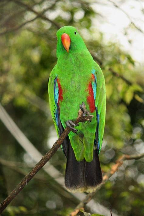 Top 8 Green Parrots To Keep As Pets With Pictures