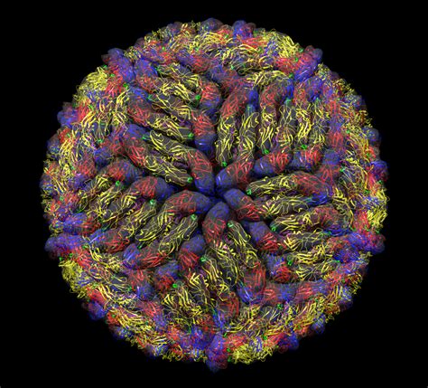 How Astonishing Zika Virus Images Were Made With A Nobel Prize Winning