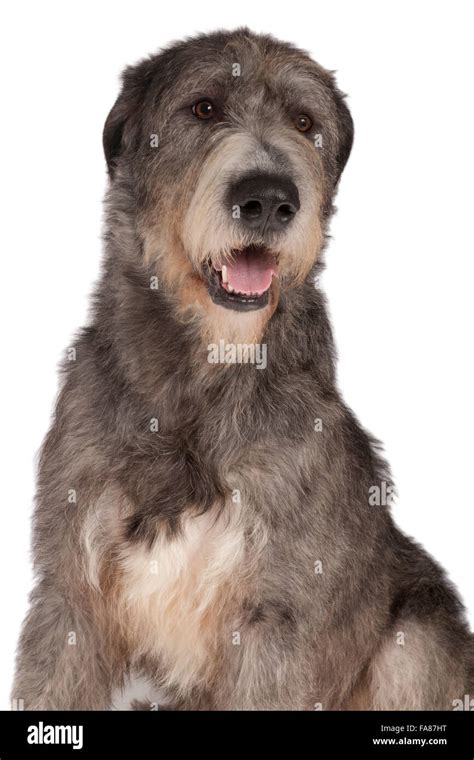 Irish Wolfhound 21 Month Old Male Dog Brindle Stock Photo Alamy