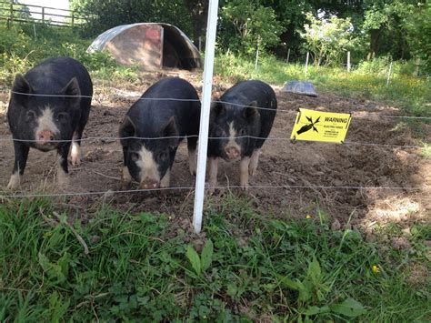 Pig Electric Fence In Action
