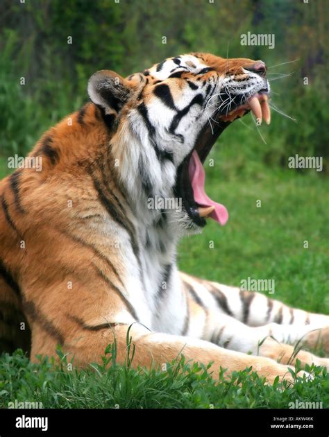 Siberian Tiger With Mouth Wide Open Sideview Stock Photo Alamy