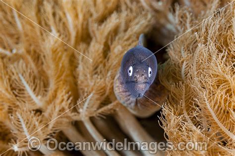 White Eyed Moray Eels Photo Image