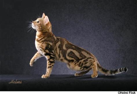Visitbebe'spage for more infor and pictures. Nat Cat Rocks!: In the jungle the animals sleep tonight....