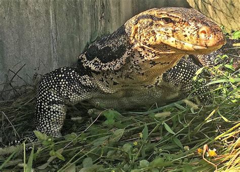 Giant Lizard Captured In Florida After Frightful Encounter Aventura