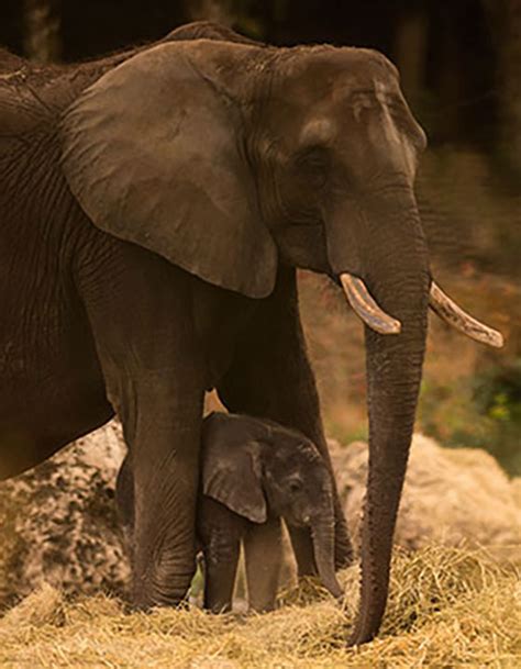 Disneys Animal Kingdom Welcomes Baby Elephant Abc7 San Francisco